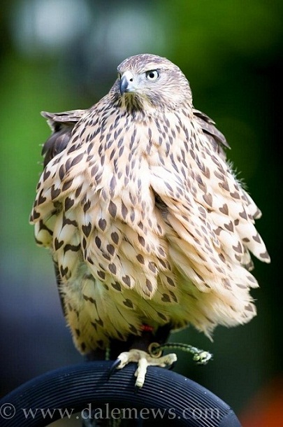 Finnish Goshawk