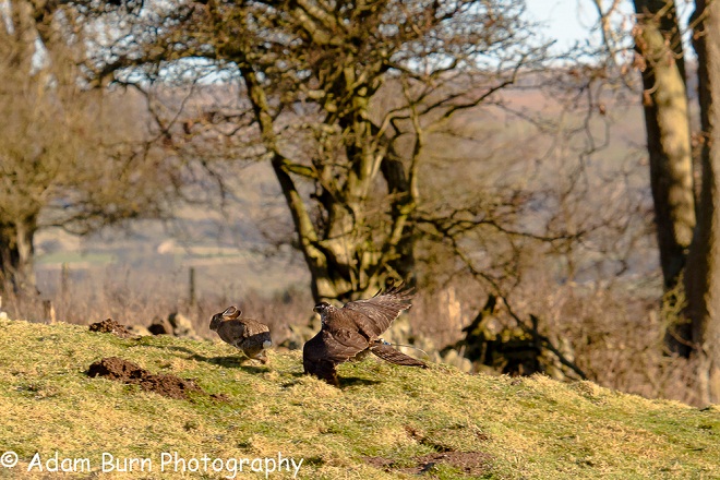 Female Finnish Goshawk taking rabbit